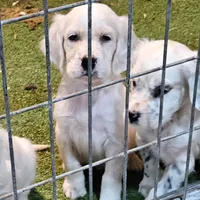 Eddie, a male English Setter for sale in Allardt, TN – Photo 2 of 7