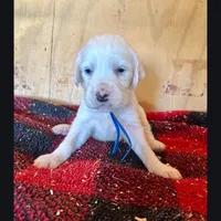 Eddie, a male English Setter for sale in Allardt, TN – Photo 3 of 7