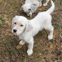 Eddie, a male English Setter for sale in Allardt, TN – Photo 6 of 7