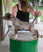 Boone, a male Catahoula Leopard Dog for sale in Allardt, TN – 3 of 3