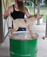 Ellie, a male Catahoula Leopard Dog for sale in Allardt, TN – 3 of 3