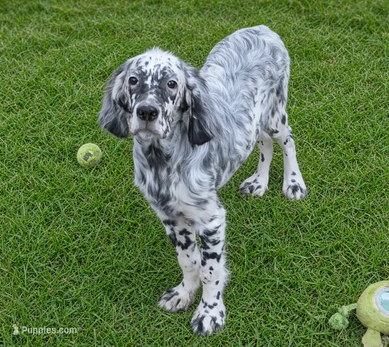 Nikki – English Setter puppy for sale in Allardt, TN