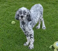 Delta, a female English Setter for sale in Allardt, TN – 1 of 4