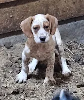 Pansy, a female English Setter and German Shorthaired Pointer for sale in Allardt, TN – Photo 2 of 9