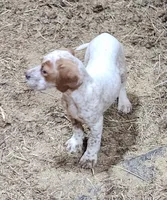 Pansy, a female English Setter and German Shorthaired Pointer for sale in Allardt, TN – Photo 8 of 9