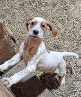 Pansy, a female English Setter and German Shorthaired Pointer for sale in Allardt, TN – Photo 9 of 9