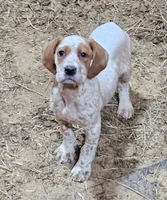 Pansy, a female English Setter and German Shorthaired Pointer for sale in Allardt, TN – Photo 1 of 9