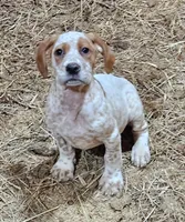 Pansy, a female English Setter and German Shorthaired Pointer for sale in Allardt, TN – Photo 7 of 9