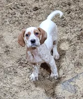 Pansy, a female English Setter and German Shorthaired Pointer for sale in Allardt, TN – Photo 4 of 9
