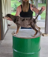 Axel, a male Catahoula Leopard Dog for sale in Allardt, TN – 1 of 3