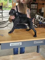 Coal, a male Cane Corso and German Shorthaired Pointer for sale in Allardt, TN – 2 of 3