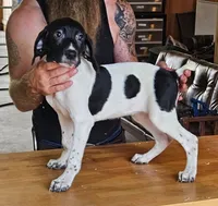 Clairee, a male Cane Corso and German Shorthaired Pointer for sale in Allardt, TN – 2 of 2