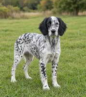 Oscar, a male English Setter for sale in Allardt, TN – 1 of 5