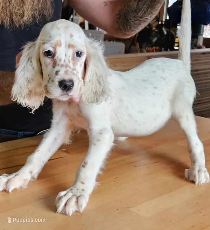 Jenny – English Setter puppy for sale in Allardt, TN