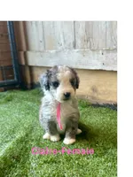 Claire, a female Miniature Aussiedoodle for sale in Allardt, TN – 1 of 1