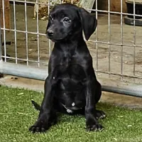 Cici, a female Catahoula Leopard Dog and Weimaraner for sale in Allardt, TN – Photo 1 of 3