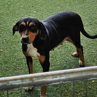 Cici, a female Catahoula Leopard Dog and Weimaraner for sale in Allardt, TN – Photo 3 of 3
