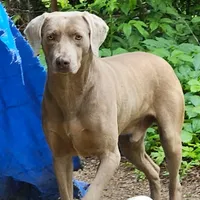 Cici, a female Catahoula Leopard Dog and Weimaraner for sale in Allardt, TN – Photo 2 of 3