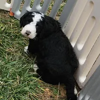 Zion, a male Bernedoodle for sale in Allardt, TN – Photo 7 of 7
