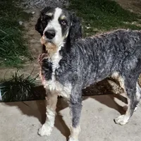 Zion, a male Bernedoodle for sale in Allardt, TN – Photo 6 of 7