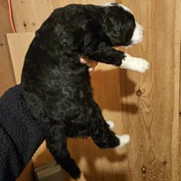 Zion, a male Bernedoodle for sale in Allardt, TN – Photo 5 of 7
