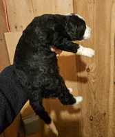 processed/f22e2a9b-5332-4db8-8590-408eab98032d/listing/a369d377-1d66-41a0-8577-11326fb4bc45/654aee3e-9398-4f1a-9562-511db83ddc00