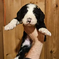 Zion, a male Bernedoodle for sale in Allardt, TN – Photo 2 of 7