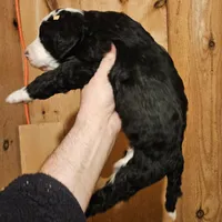 Zion, a male Bernedoodle for sale in Allardt, TN – Photo 3 of 7
