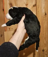 processed/f22e2a9b-5332-4db8-8590-408eab98032d/listing/a369d377-1d66-41a0-8577-11326fb4bc45/aa947e95-cba6-412b-bc61-b4f91bd4a7af