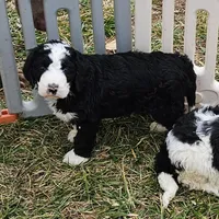 Zion, a male Bernedoodle for sale in Allardt, TN – Photo 1 of 7