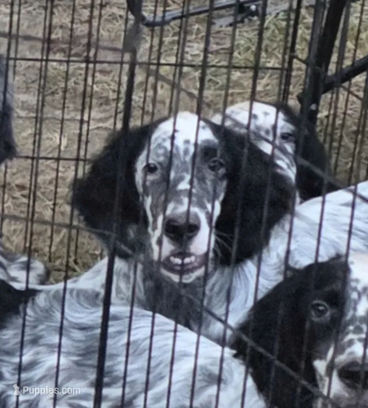 Lando – English Setter puppy for sale in Allardt, TN