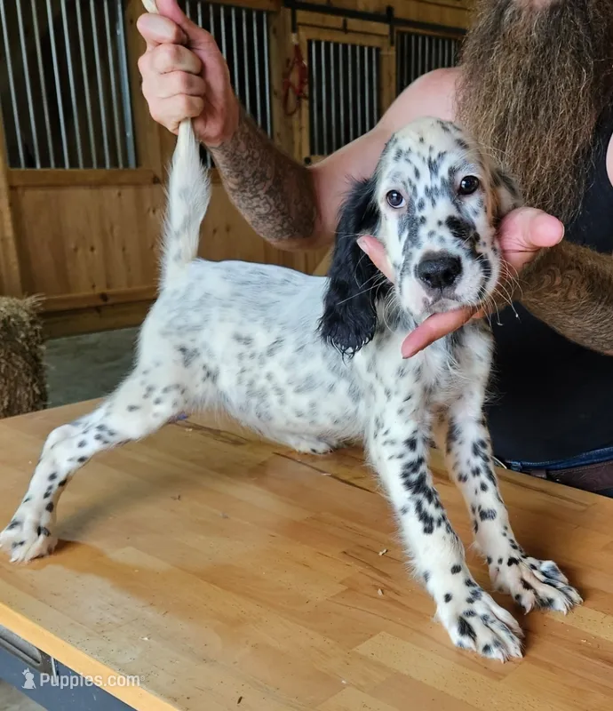 Kenny – English Setter puppy for sale in Allardt, TN