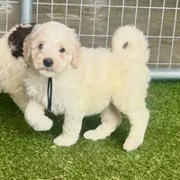 Chuck, a male Poodle - Standard  for sale in Allardt, TN – Photo 4 of 6