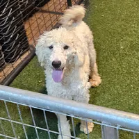 Chuck, a male Poodle - Standard  for sale in Allardt, TN – Photo 1 of 6