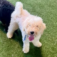 Chuck, a male Poodle - Standard  for sale in Allardt, TN – Photo 2 of 6