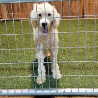 Chuck, a male Poodle - Standard  for sale in Allardt, TN – Photo 6 of 6