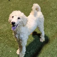 Chuck, a male Poodle - Standard  for sale in Allardt, TN – Photo 5 of 6