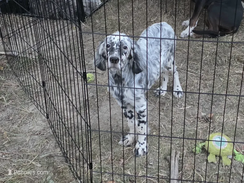 Nikki – English Setter puppy for sale in Allardt, TN