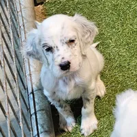 Ethan, a male English Setter for sale in Allardt, TN – Photo 1 of 4
