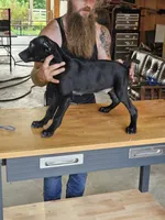 Coal, a male Cane Corso and German Shorthaired Pointer for sale in Allardt, TN – 3 of 3