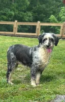 Chip, a male Aussiedoodle for sale in Allardt, TN – Photo 6 of 9