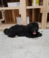 Chip, a male Aussiedoodle for sale in Allardt, TN – Photo 9 of 9