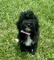 Chip, a male Aussiedoodle for sale in Allardt, TN – Photo 3 of 9