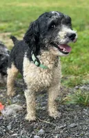 Chip, a male Aussiedoodle for sale in Allardt, TN – Photo 8 of 9
