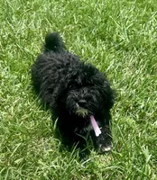 Chip, a male Aussiedoodle for sale in Allardt, TN – Photo 7 of 9