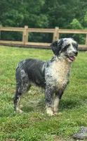 Chip, a male Aussiedoodle for sale in Allardt, TN – Photo 5 of 9