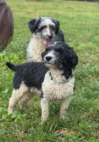 Chip, a male Aussiedoodle for sale in Allardt, TN – Photo 4 of 9