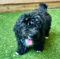 Chip, a male Aussiedoodle for sale in Allardt, TN – Photo 2 of 9