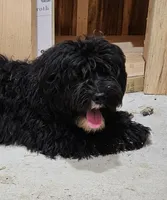 Chip, a male Aussiedoodle for sale in Allardt, TN – Photo 1 of 9