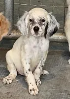 Nikki, a female English Setter for sale in Allardt, TN – 1 of 3